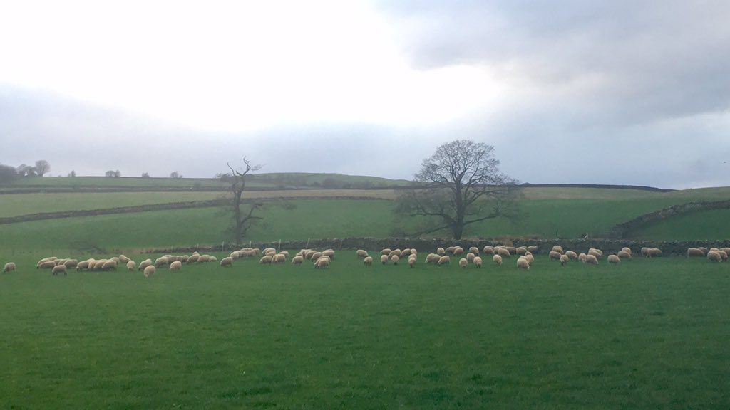 LauraBlenkharn's tweet photo. Cider, burger and MINE AND TOMS OWN SHEEP!!! #livingthedream #beenshopping #sheep365 https://t.co/BqAB5AAfhX