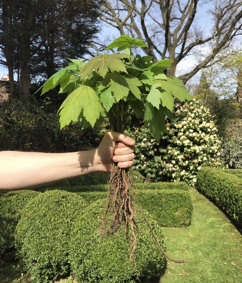 city_gardeners's tweet photo. They never stood a chance! Sycamore saplings snuffed out in their prime. #greenlondon #gardensoflondon #weeding #sycamore #gardening https://t.co/8VuP6CosBn