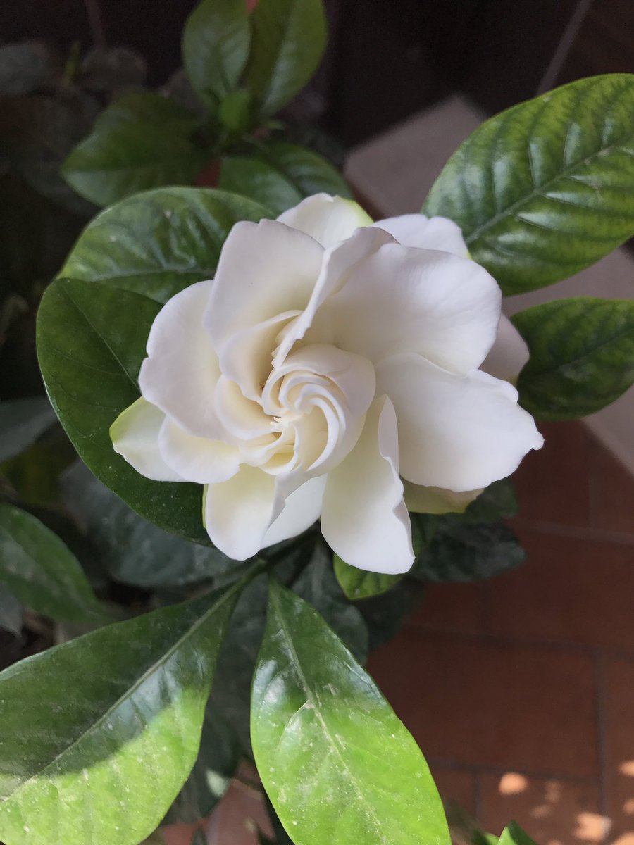 Spring has arrived in #Doha #Qatar and my #gardenia has just bloomed! #nature #flower #spring #MiddleEast #flora