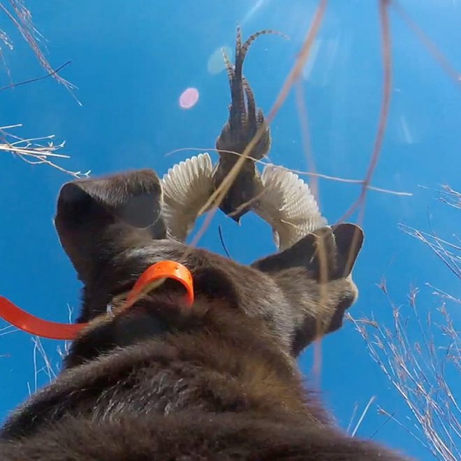 pheasants4ever's tweet photo. COOLEST BIRD DOG PICTURE EVER https://t.co/mpQQ0aPLL9 w/ @SDOutdoors @Cabelas @GoPro https://t.co/2xjR7g4woq