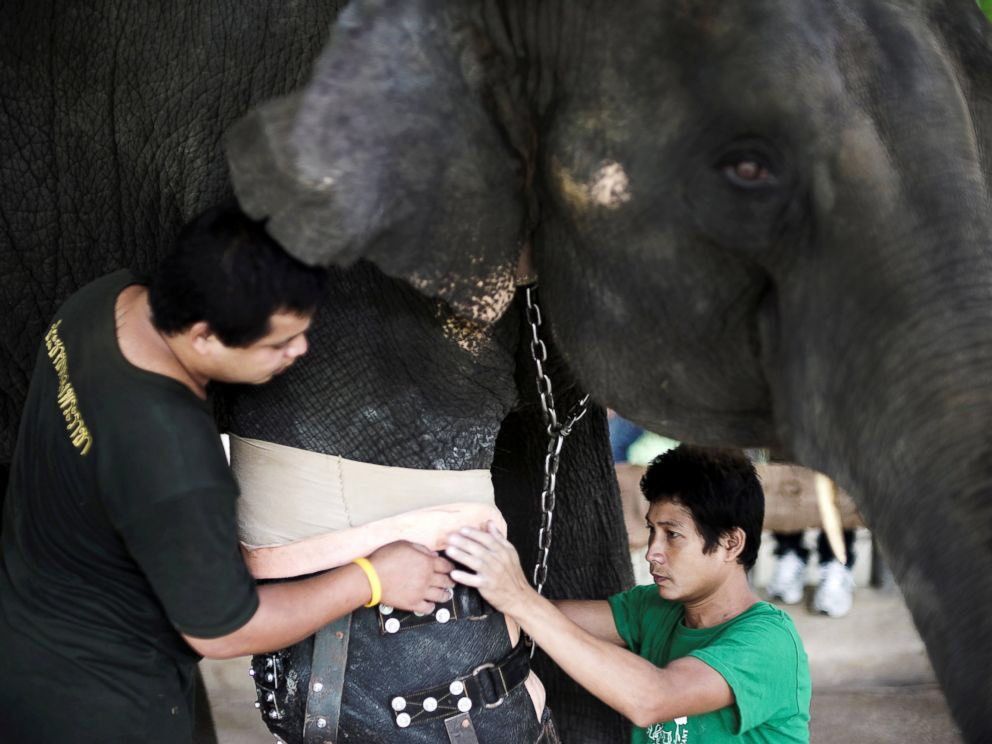 shopivoryella's tweet photo. Meet Mosha - the first elephant ever to receive an effective and functional prosthetic leg ☺️🐘 https://t.co/sbAhTTxLpd
