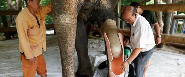 shopivoryella's tweet photo. Meet Mosha - the first elephant ever to receive an effective and functional prosthetic leg ☺️🐘 https://t.co/sbAhTTxLpd