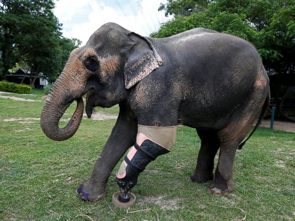 shopivoryella's tweet photo. Meet Mosha - the first elephant ever to receive an effective and functional prosthetic leg ☺️🐘 https://t.co/sbAhTTxLpd