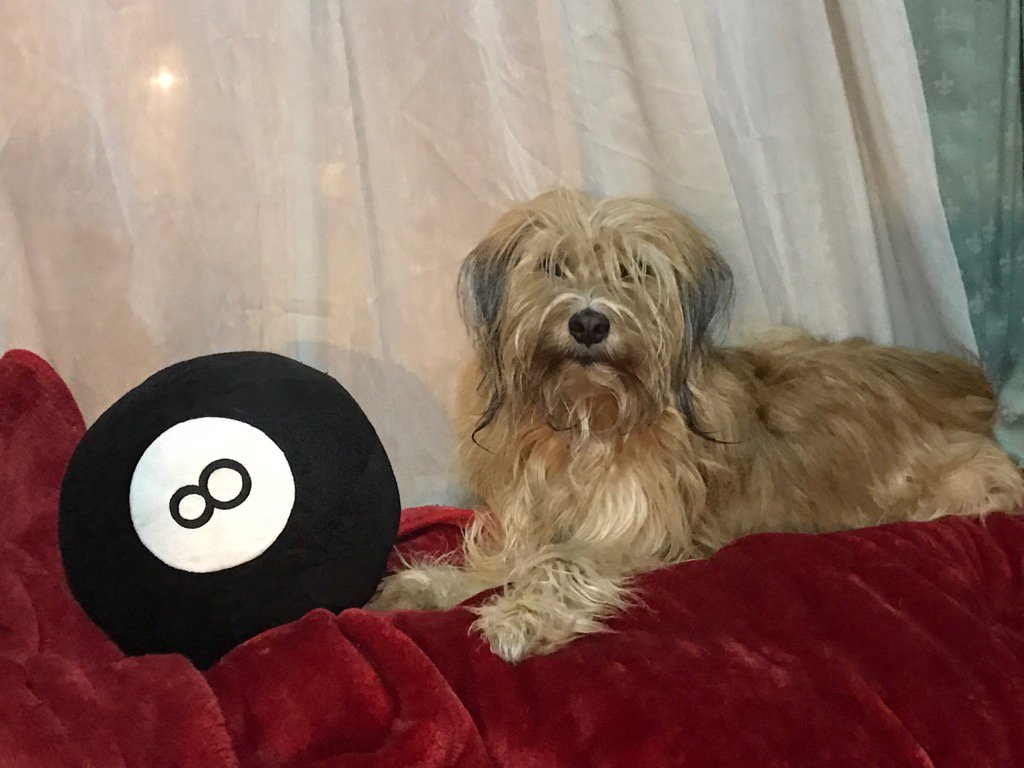 ShepherdsPieDog's tweet image. Fortunes told, just send me ribbies 😄💖 #Lovelondon  #MagicEightBall