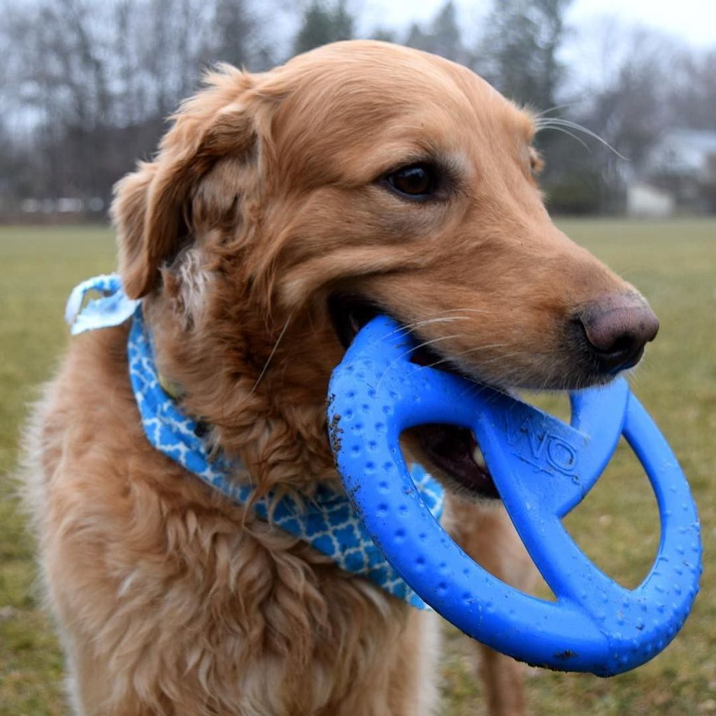 MyDogLikes's tweet photo. LOVING my new disc from @designforwo 
This bad boy flies crazy far and is holding up to all of my antics. Click th… https://t.co/IpqM8kdLWT https://t.co/mOsAXCFjtF