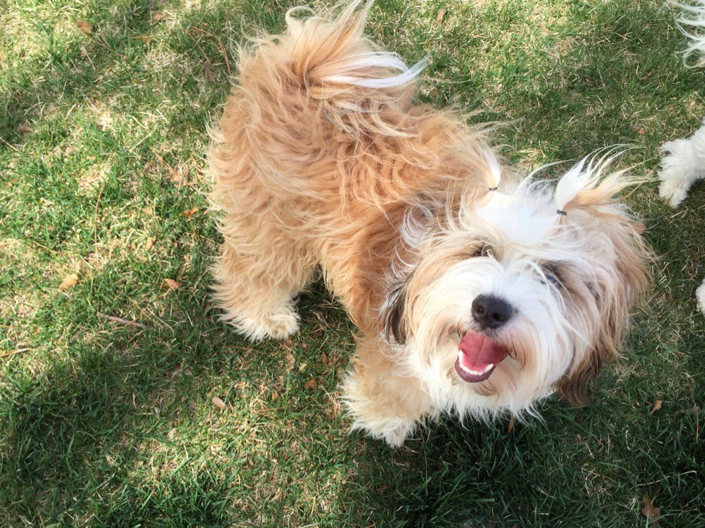 StaceyHaglund's tweet image. Hello, Lulu!
#CLT5TopDog