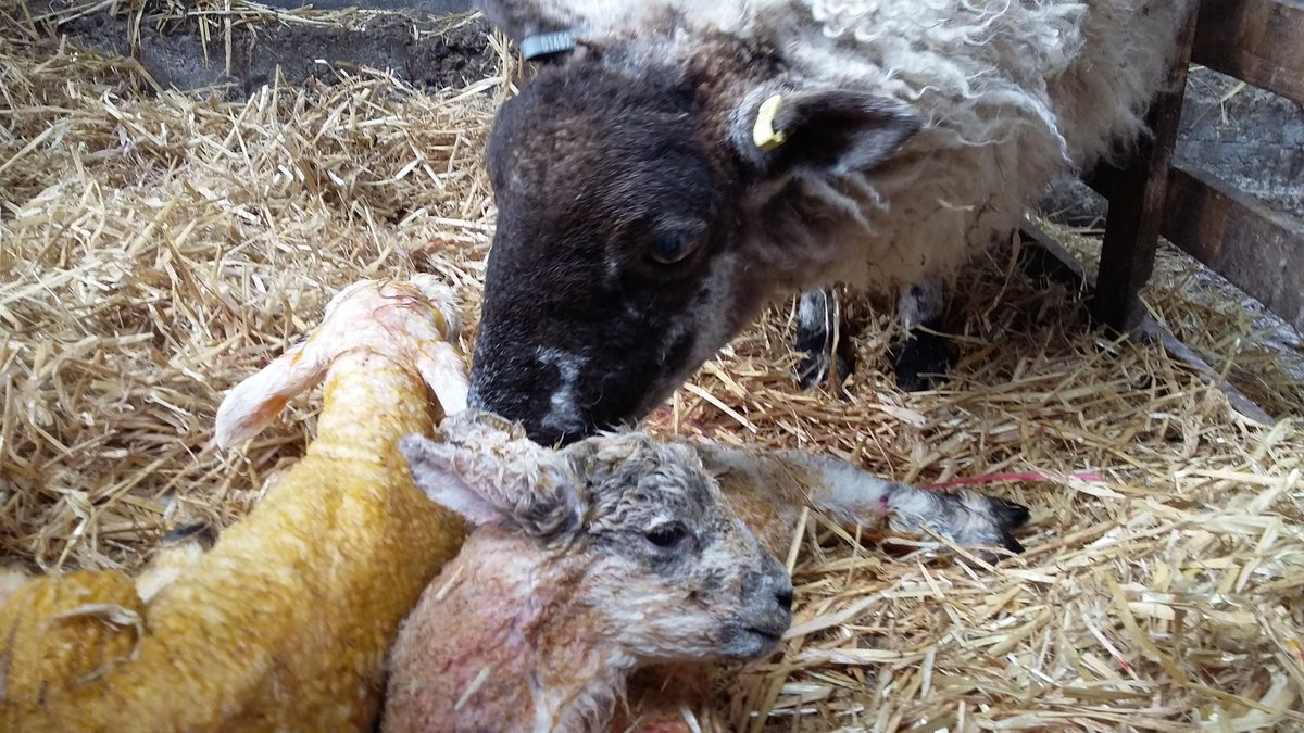 OurDoePark's tweet photo. Successful "wet" adoption. Lamb on right 2days old and from different ewe. This girl thinks it's hers
1ewe +  2lambs = result! https://t.co/nATdPyJSWi