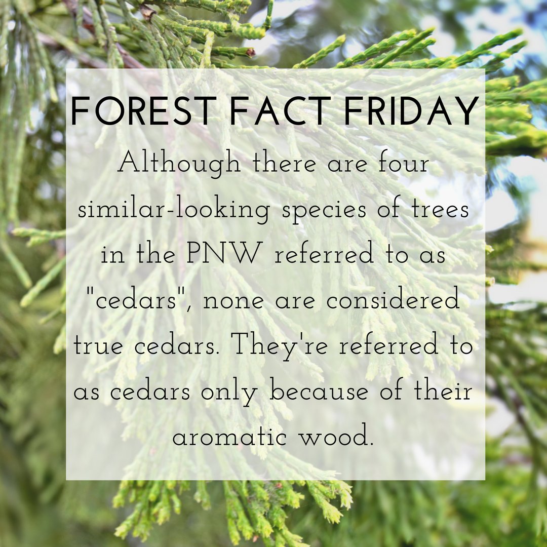 RoseburgCo's tweet photo. #DidYouKnow there are no "true cedars" in the PNW? Our cedars are called that because of their aromatic wood. #ForestFactFriday #orforestry https://t.co/Ubj5FcJIbf