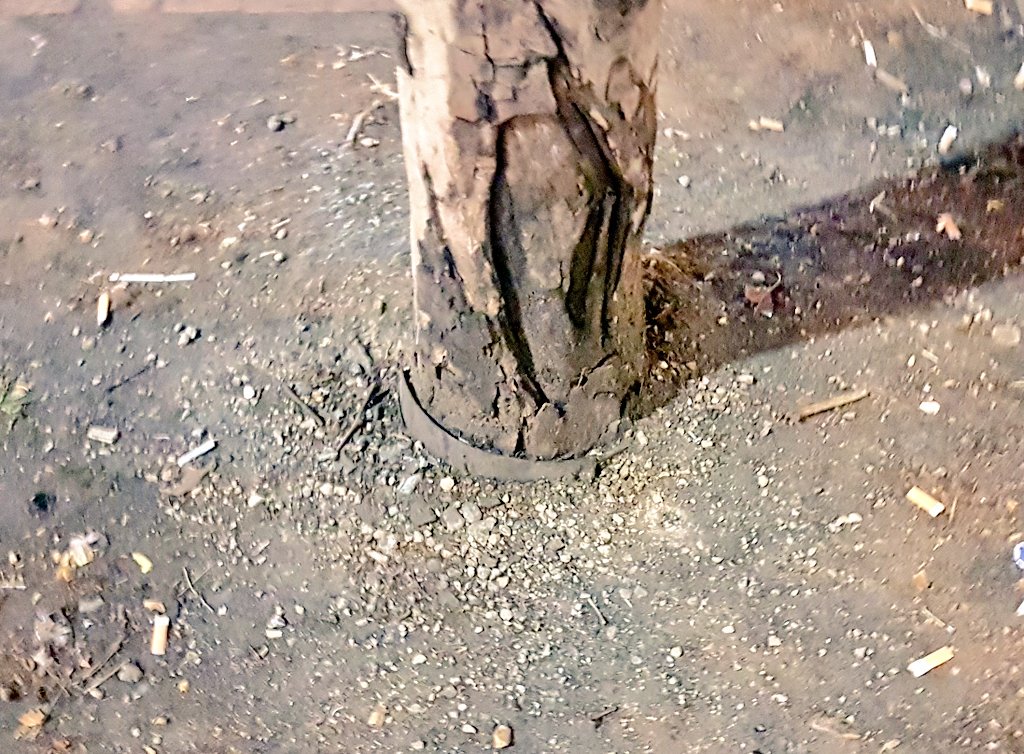 KeaneMJ's tweet image. I was going to call today's #TreeTrunk an 'Ash' tree but thought better of it. Beech (Fagus) might be more apt #TreeJoke 😉