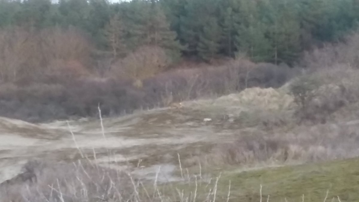 nnemiekKooij's tweet photo. @JaccoKnape Vergat ik gisteren nog de uitkomst van de avond #reetelling in #Noordwijk #HollandsDuin door te geven: 3 reeën en 15 damherten. https://t.co/eontDSohRW