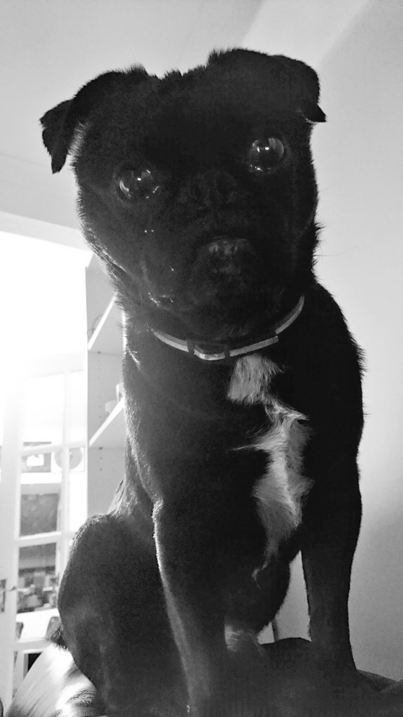 Humans, I am perched high upon the sofa and I believe it's walkies time! #pugclockneverlies