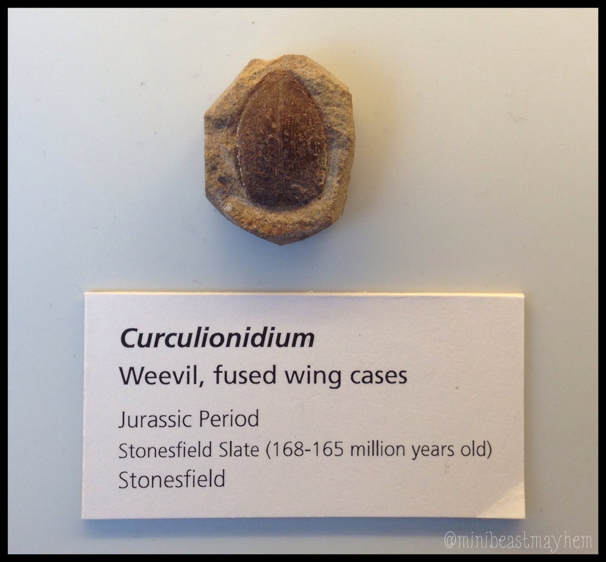 SallyAnn_Spence's tweet photo. Here's an entomological boast for #FossilFriday:
Insects saw the age of dinosaurs &amp; the evolution of terrestrial life
(@morethanadodo Coll.) https://t.co/WgRJB9GHA9