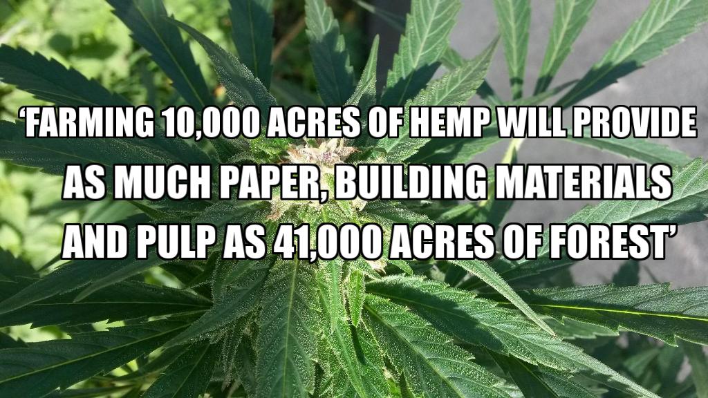 HempFoodsAus's tweet photo. Hemp, its good for you and the environment! 🌍 https://t.co/5fF6ZgH13p