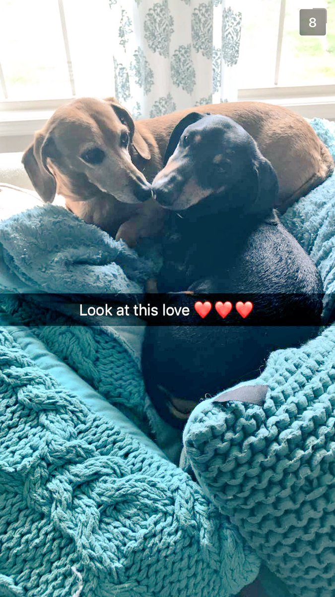 aksnipes15's tweet photo. I miss these pups so much https://t.co/vsmWdiSPPt