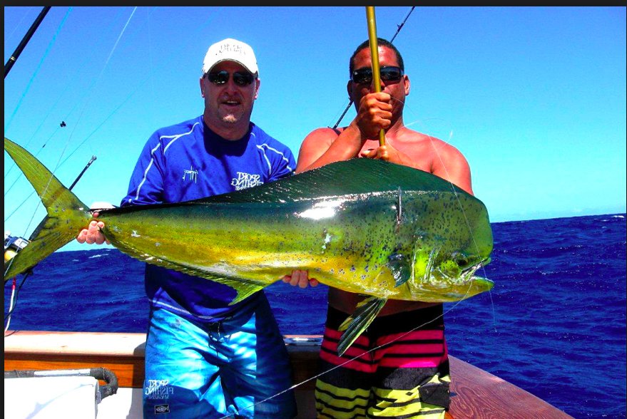 Sportfishing17's tweet photo. 2 great catches in one day. #mahimahi #boat #fishing #fish #hatteras #viking #hydrasports #company #work #fun https://t.co/0bFPRy0JUR