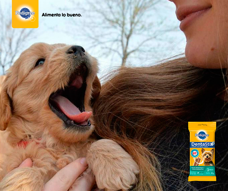 ¡Qué rico levantarse tarde! Y junto a los dulces bostezos de tu perro. Porque con Pedigree® Dentastix su salud bucal no será un problema ❤ 🐶