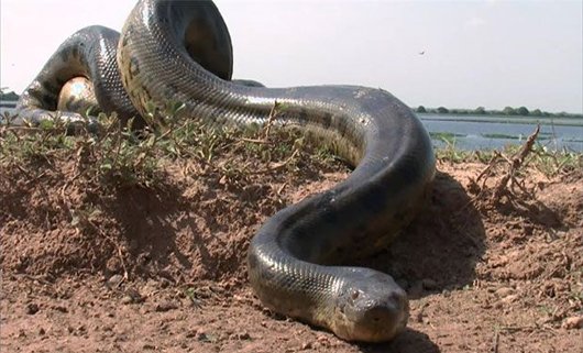 coaVZLA's tweet photo. La #anaconda es la serpiente más grande y larga del mundo y se encuentra en los llanos venezolanos. #DatosCOA https://t.co/PlH8f2DncL