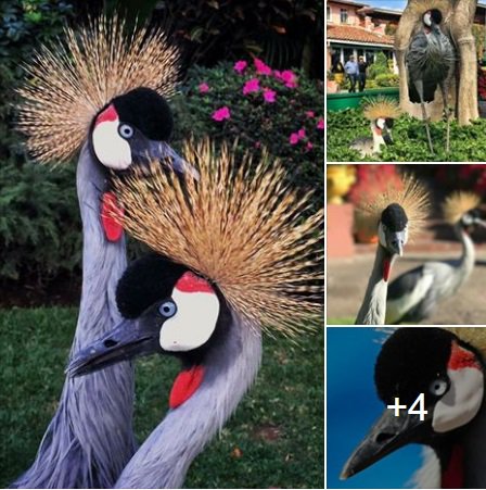 Conoce a nuestras Grullas Coronadas en Las Mañanitas !!!
<a href="/las_mananitas/">Las Mañanitas</a> 

goo.gl/mC3o8Z