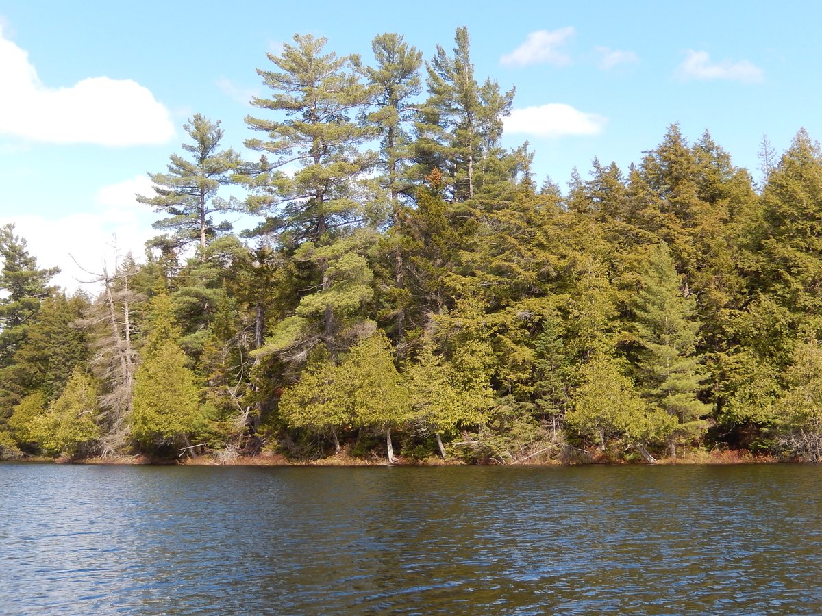 Algonquin_PP's tweet photo. DYK - @Algonquin_PP is home to the world's largest bonsai trees. Recently discovered on Luckless Lake. https://t.co/RuSPFXCkGW