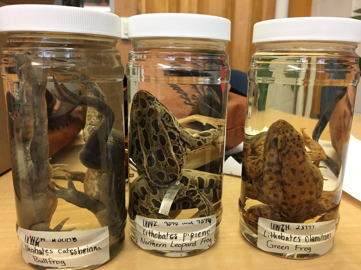 WiscWaterLib's tweet photo. Tomorrow, right after 'Mr Frog' from @wifilmfest come meet these bad boys! @UWMadison's @WisconsinUnion South. #FunWithFrogs https://t.co/uk9F2xWCDH