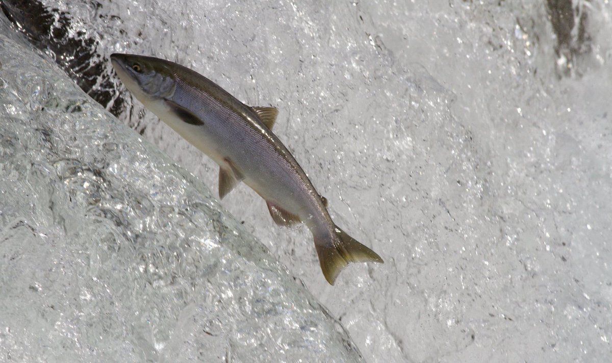 Conserve_WA's tweet image. Trump's proposed cuts would eliminate fed funding for salmon recovery — a devastating setback bit.ly/2ns2gk3 via @SeaTimesOpinion