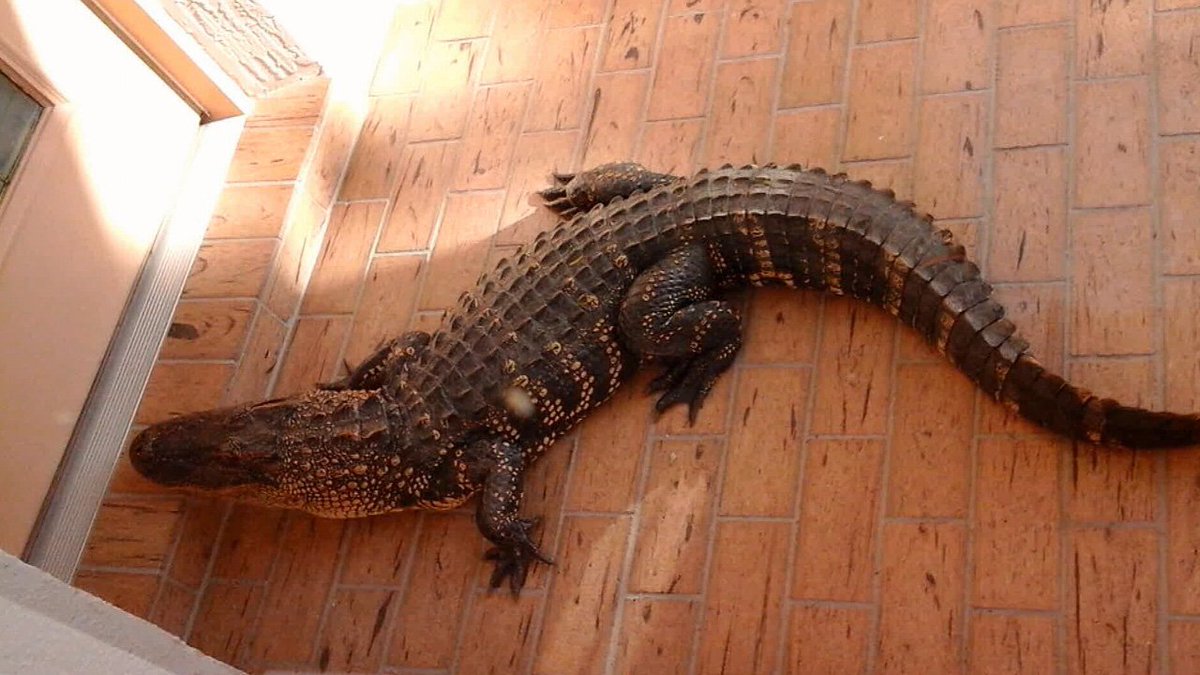 Alligator shows up at Florida woman's front door bit.ly/2no6oRq https://t.co/Man8UpRNPr
