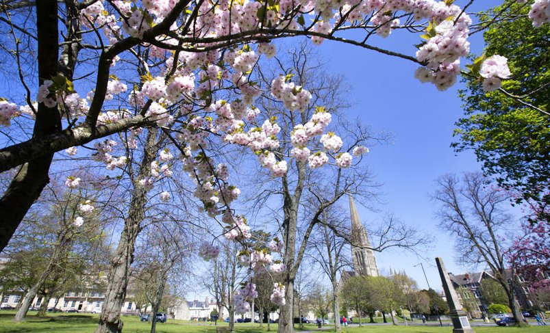 CliftonClub's tweet photo. Hello to April and to beautiful blossoms in The Village. #BristolInBloom #SpringBlossom #SpringInTheVillage #CliftonVillage https://t.co/Fc9oL5e1Q1