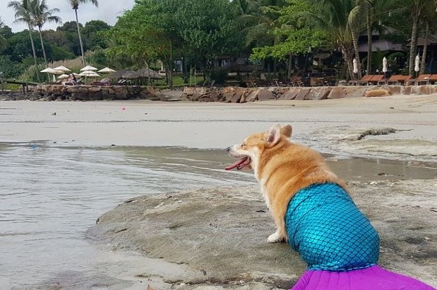 FoundrySimcoe's tweet image. This Video Of A Corgi In A Mermaid Tail Is Very Important And Needs Your Attention vsty.ca/2od3VL7 by @eimiyamamitsu