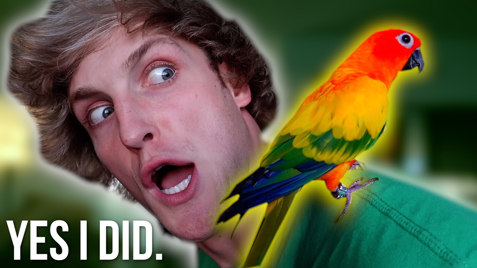 Стих про carrot на английском. It s tom my parrot. Попугай с телефоном. Гифки с попугаями. Talking parrot.