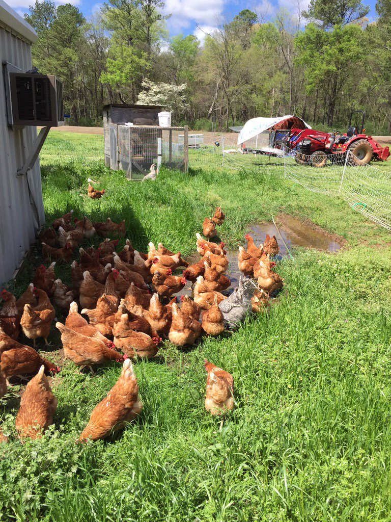 JOLFarm's tweet photo. Laying hens headed for greener pastures. https://t.co/WNKTVK4W6H