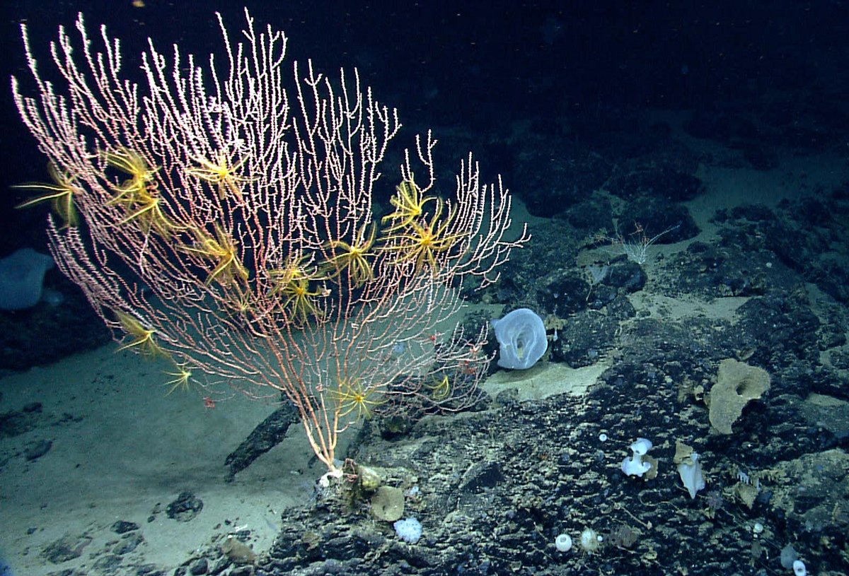 CLF's tweet photo. We're fighting to protect New England's only marine monument: https://t.co/JFUgtsT7DZ #SaveOceanTreasures https://t.co/F6vYX5KA6J