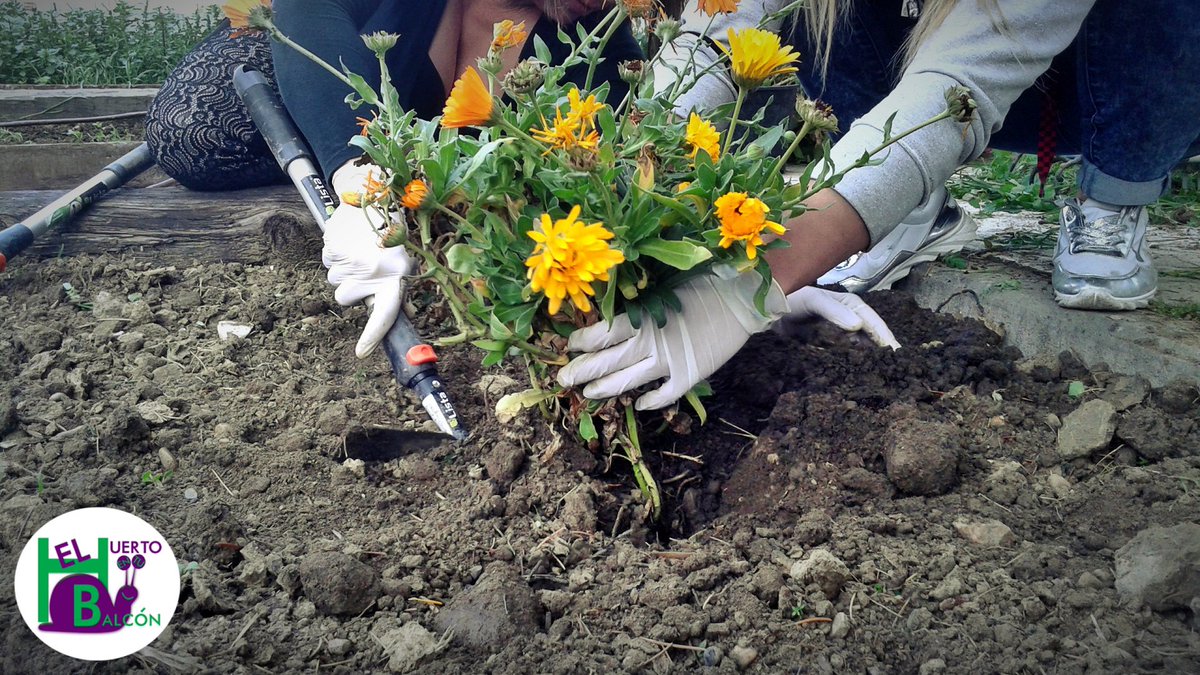 Huertoybalcon's tweet photo. Hoy en la Casa de la #Mujer de #Cáceres, hemos trasplantado #aromáticas y #flores para #cultivar utilizando la #asociación de #cultivos ;). https://t.co/IJ8tAUFWYE