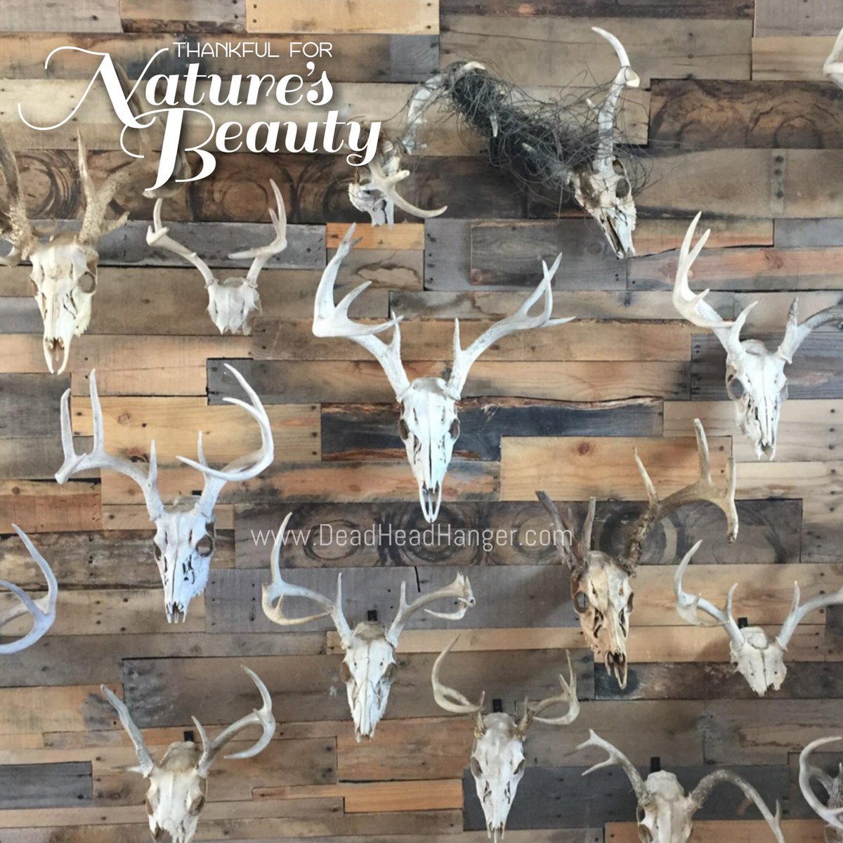 myoutdooraddict's tweet photo. This IS what the wife meant when she wanted a feature wall in our house right? #deadheadhanger #skullmount #deerskull #europeanskullmount https://t.co/TvpJtGP56i