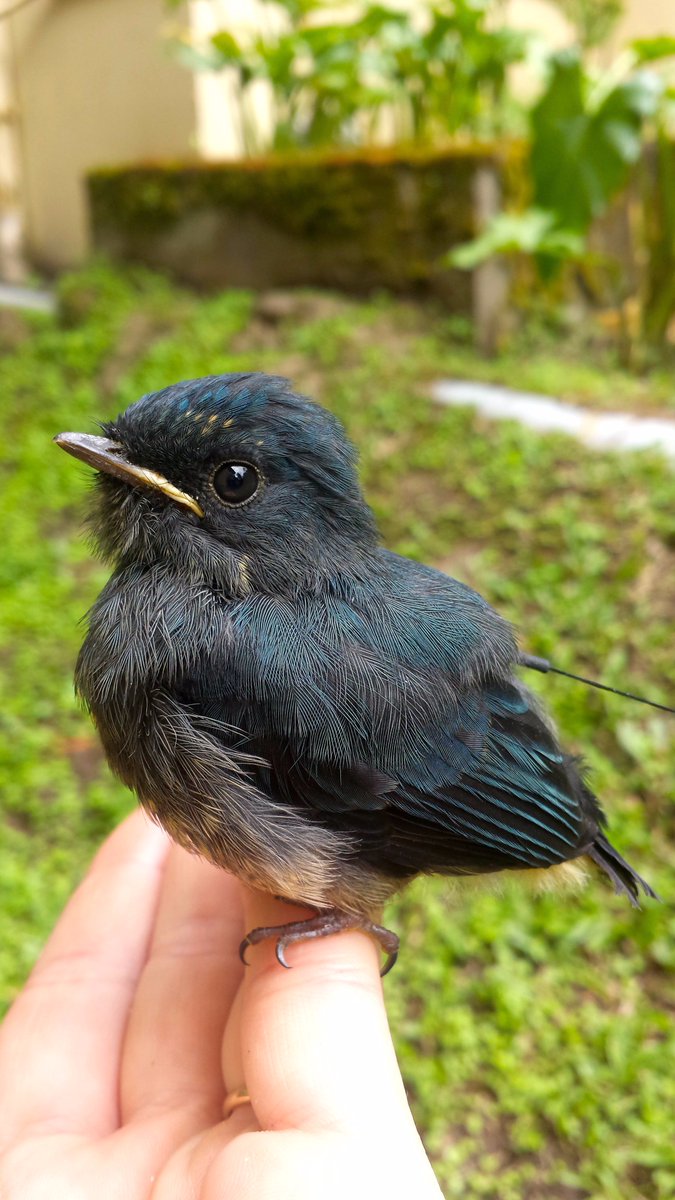 TropicalBirdBio's tweet photo. From #nestling to full on #fledgling! Just brightening up your day with a little Indigo Flycatcher #fledglingfriday! #ornithology https://t.co/SdIFCeQYIm