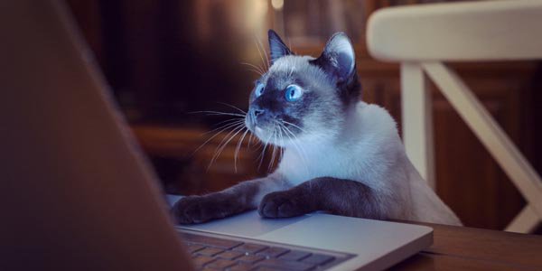 Что такое #адаптивный дизайн и его значение для #SEO.

pingoblog.ru/611-chto-takoe…