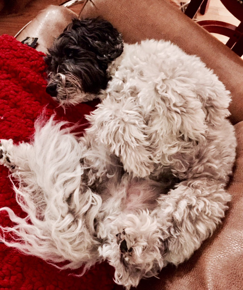 MatthewSerafin's tweet photo. Just reading about the #InternOffRecord opening – I'd love to be in Denver this summer! 😉@AOR_Inc you may enjoy my dog's Snoopy impression: https://t.co/AP6IMQm9ky