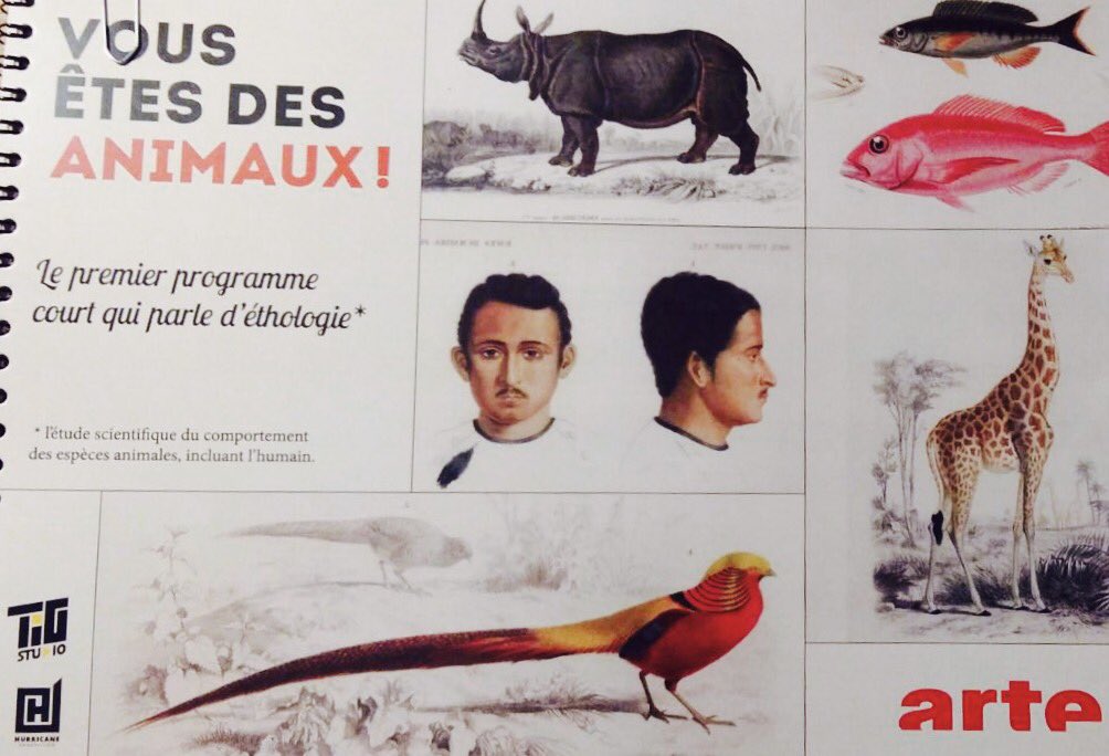 2 pingouins devant <a href="/ARTEfr/">ARTE</a> après le depôt de #VousEtesDesAnimaux pour l'appel à projets Programmes courts de #Arte.
Avec <a href="/tig_studio/">TIG Studio</a> #VEDA