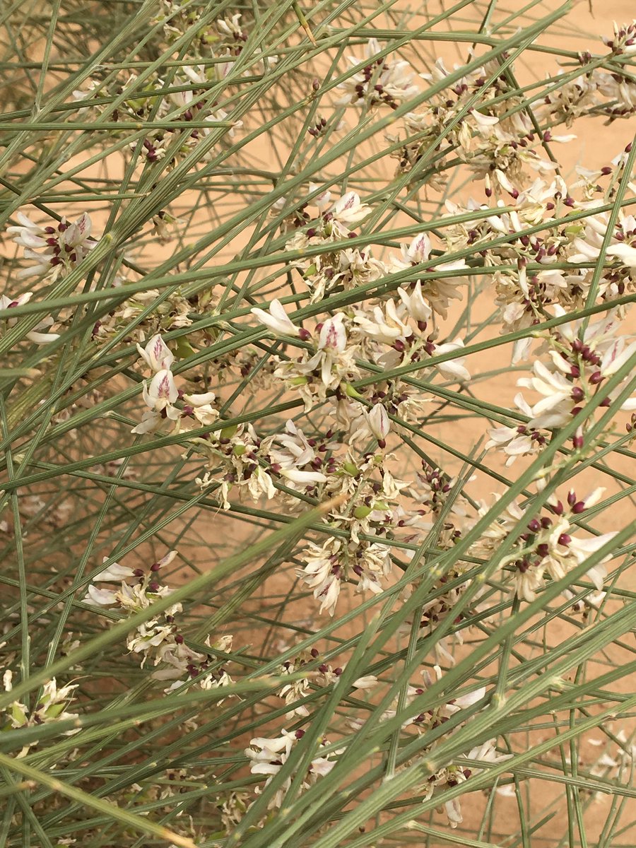 شجرة الرتم ومنظر جميل للزهور  مشتل مديرية الزراعه بعنيزه