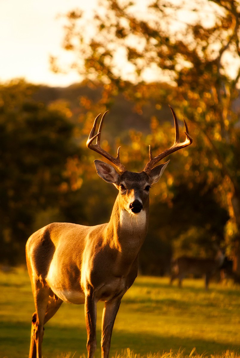 A good way to help you slip into the weekend 😍🦌💯