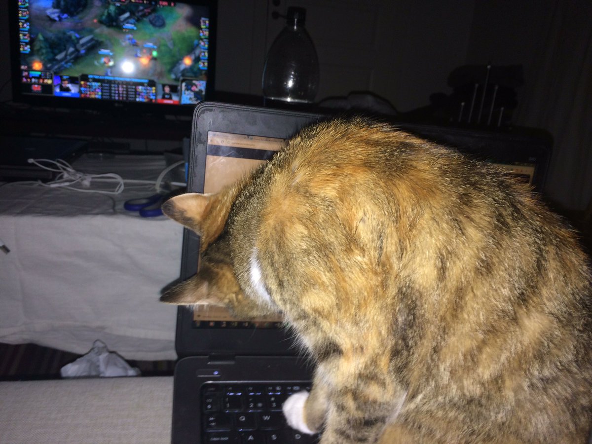 ggnowtv's tweet photo. When you want to watch both #nalcs promotion tournament games but the cat says no https://t.co/bQ1Hu5EPdS