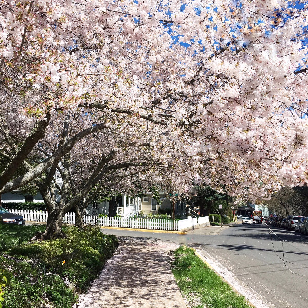 BioSkin's tweet image. Last day of the #sale! Use MAR-17F for 20% off everything on bioskin.com &amp;amp; bioskinfit.com #blossoms #spring🌸