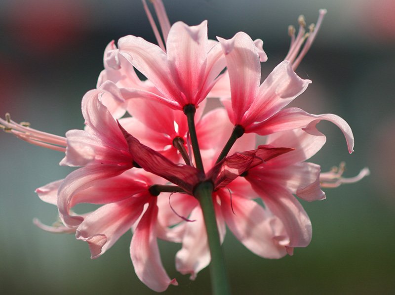 切ない花言葉 على تويتر ダイヤモンドリリー 光が当たると花びらが輝いて見える花 花言葉は また会う日を楽しみに