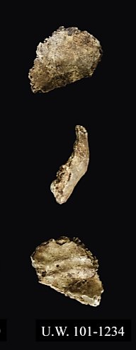 sam__cronin's tweet photo. UW 101-1234 H. naledi left occipital fragment which preserves an impression of the transverse sulcus, endocranially! #FossilFriday https://t.co/4yGd7yGFRH