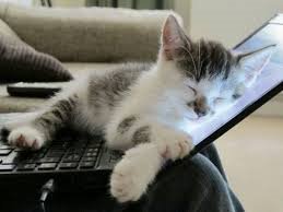 _momentarypaws's tweet photo. If you haven’t done it recently, it’s a great time to save your files on #worldbackupday! #cats #catsoftwitter #felinefriday #FunFactFriday https://t.co/9bTP4e4CjH