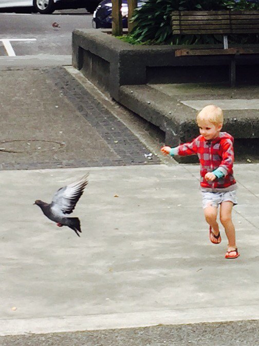 alijduncan's tweet photo. And he was known as Jack Pigeon Bane #saturday #chasingpigeons #meandmyboy #Wellington https://t.co/nCsI91gRSU