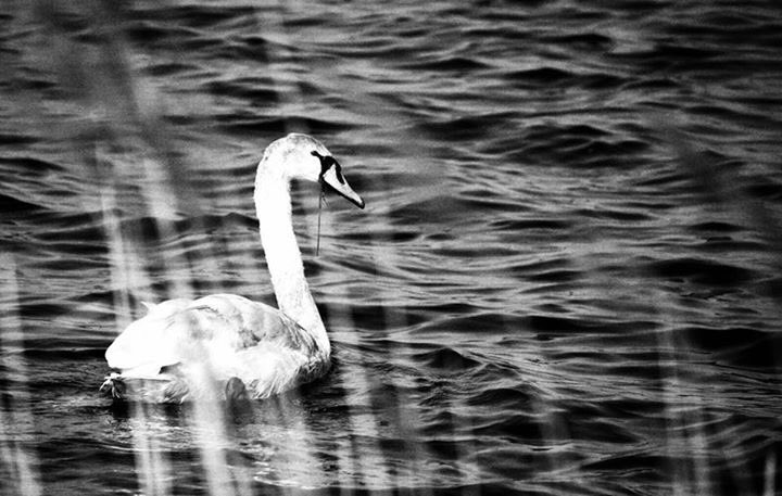 BLACKJACK_PICS's tweet photo. #swan #bird #lake https://t.co/L3tWODqG26