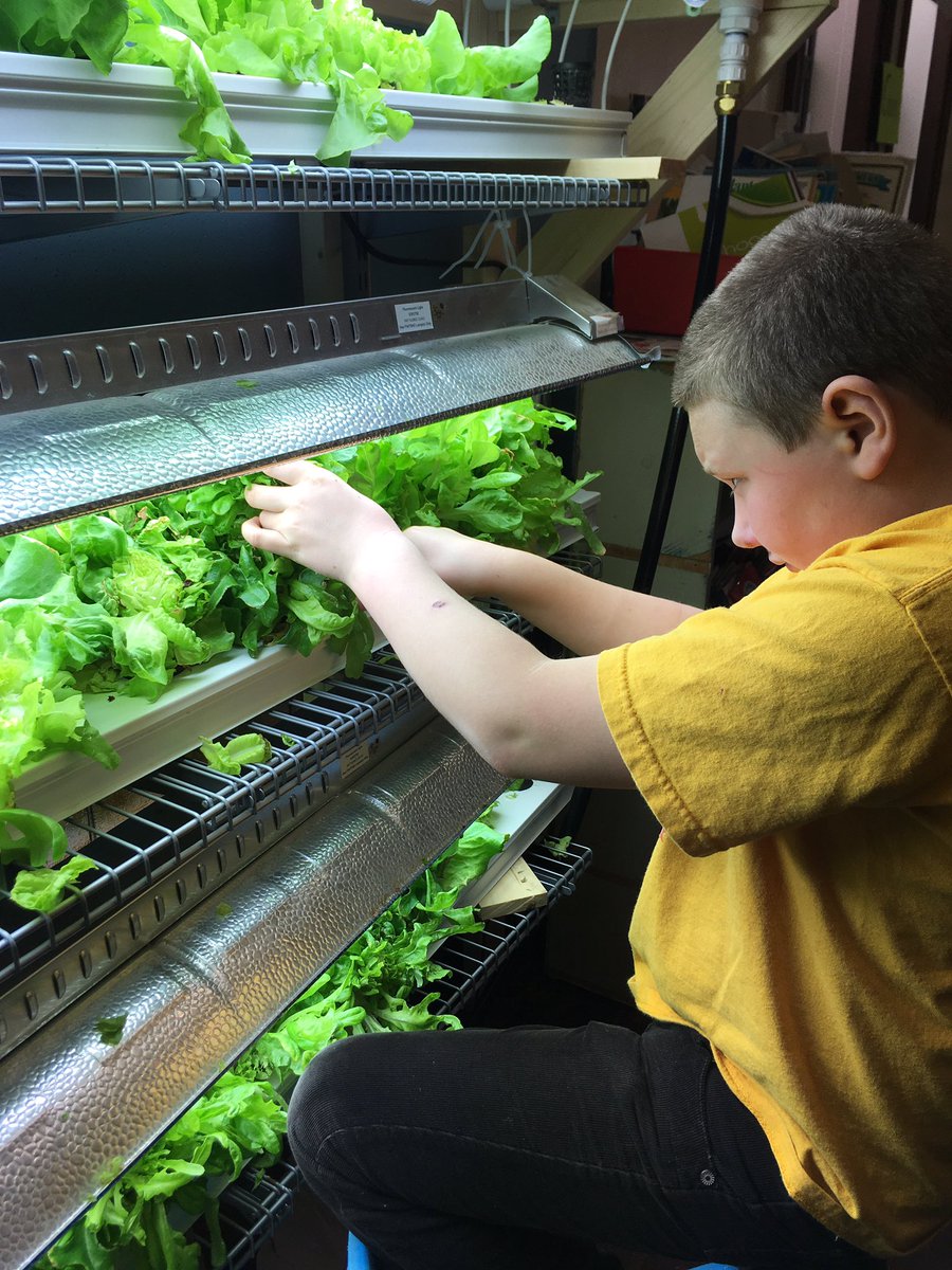 PeaksIslandES's tweet photo. Salad at lunch! Thanks 3/4 for first harvest of hydroponically-grown lettuce! @PORTLANDPUBLIC #PIESRising #PBL #cantwaitfortheHGHconnection https://t.co/HC2FWl3i9e