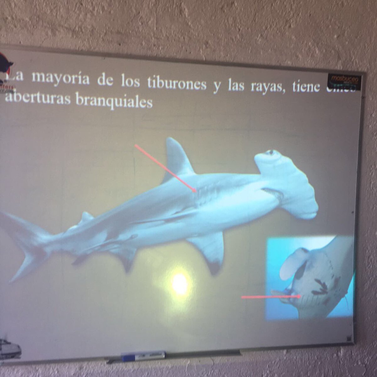 gerdelvillar's tweet photo. Gracias a nuestros amigos de Somepec por ayudarnos a capacitación a el equipo de #DesmitificandoTiburones https://t.co/9GWDznGns6