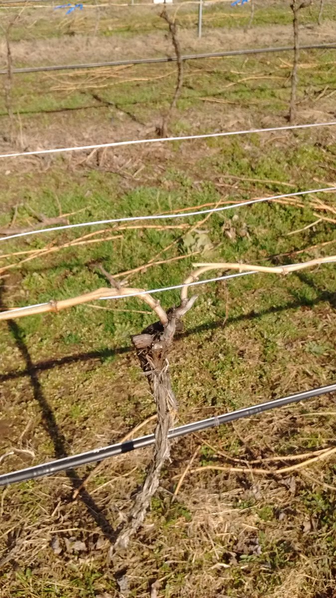 PhasionEstates's tweet photo. Almost finished pruning at our vineyard, with 2 types of pruning to support our 2 types of soil. #bcviticulture https://t.co/kdULxEGScU
