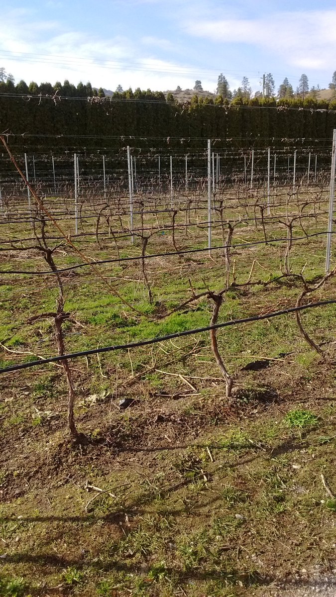 PhasionEstates's tweet photo. Almost finished pruning at our vineyard, with 2 types of pruning to support our 2 types of soil. #bcviticulture https://t.co/kdULxEGScU